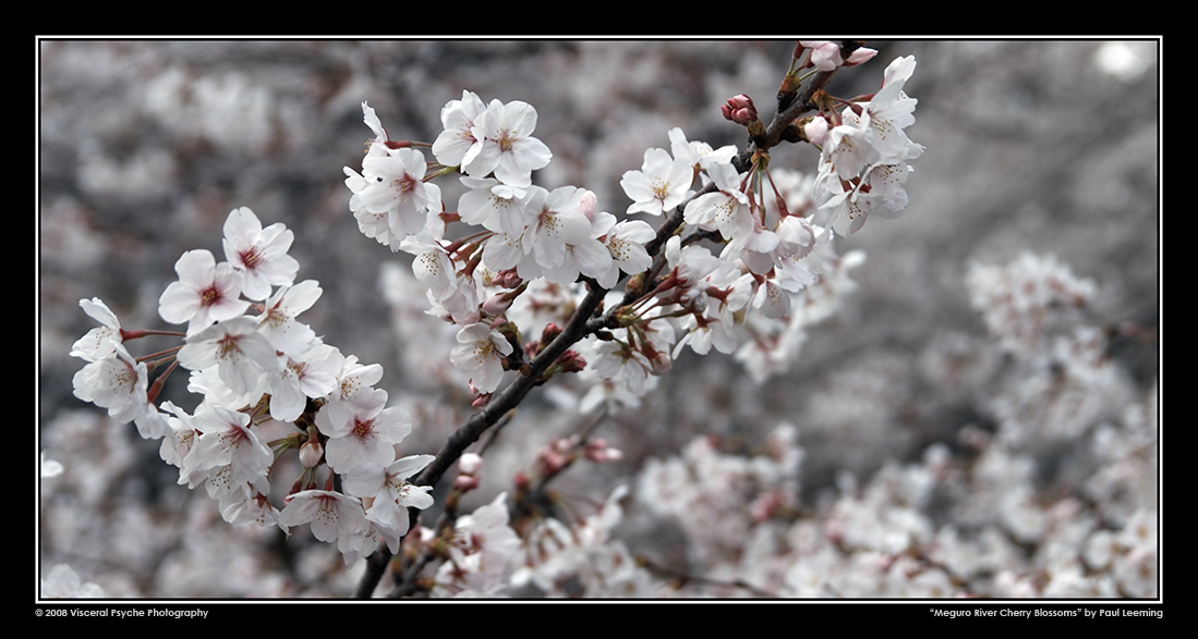 A009_C008_080329_0606cc_sRGB_25.jpg
