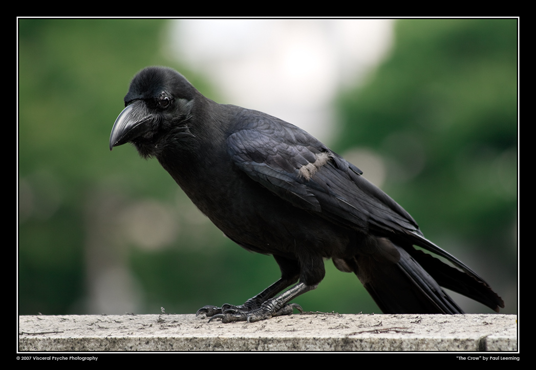 IMG_0447a_framed_sRGB_25.jpg