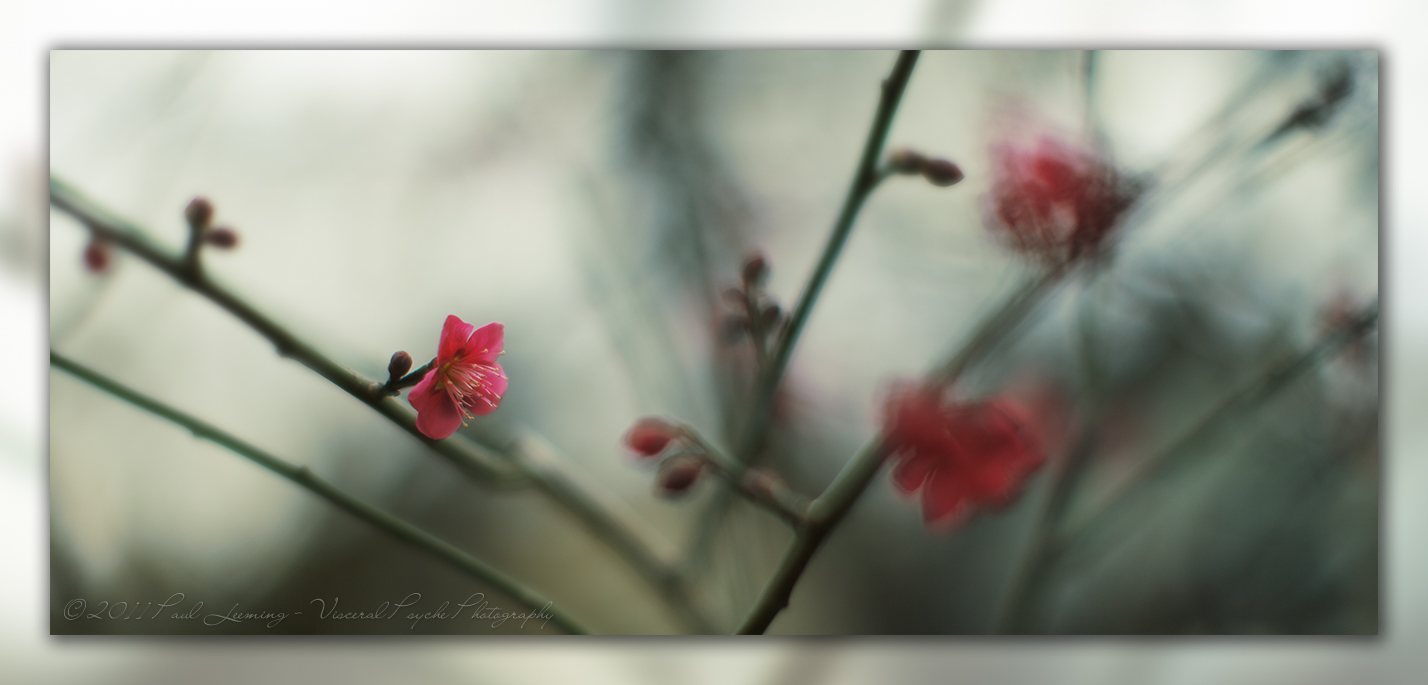 IMG_5928a_framed_sRGB_25.jpg